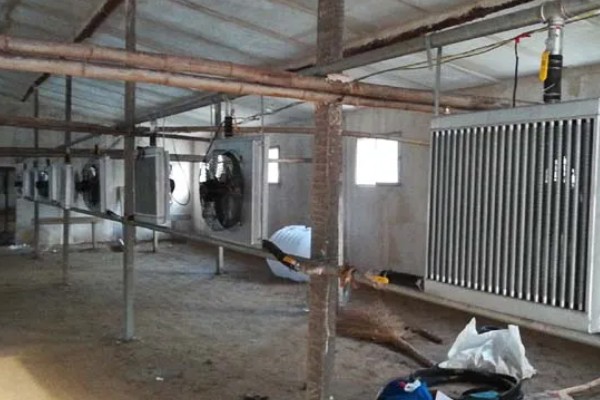 养羊大棚如何建设,需要使用枝条制作棚顶