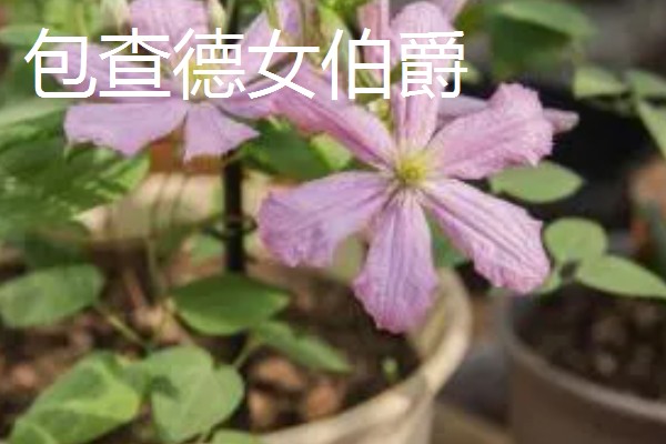 铁线莲有什么耐寒品种,花火铁线莲的耐寒性最强