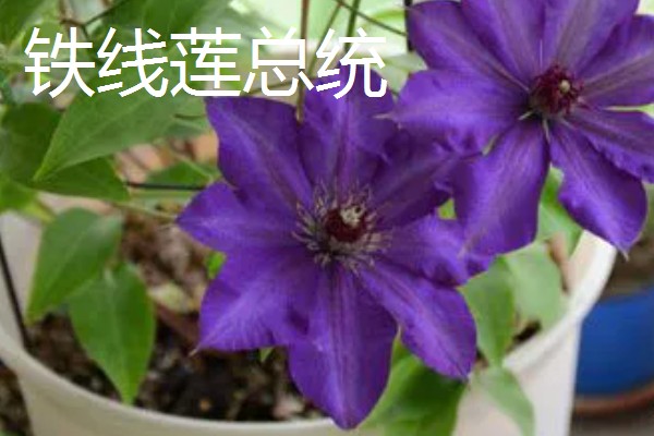 铁线莲有什么耐寒品种,花火铁线莲的耐寒性最强