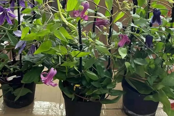 铁线莲有什么耐寒品种,花火铁线莲的耐寒性最强