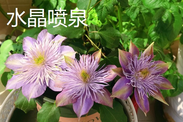 铁线莲有什么耐寒品种,花火铁线莲的耐寒性最强