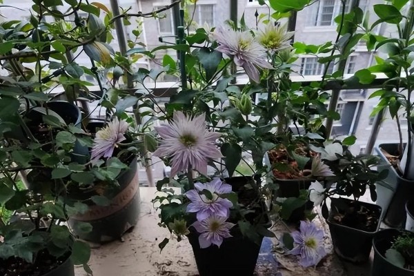 铁线莲有什么耐寒品种,花火铁线莲的耐寒性最强