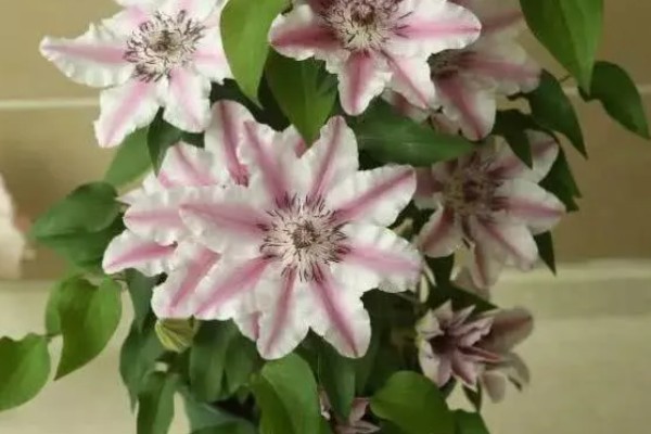 铁线莲有什么耐寒品种,花火铁线莲的耐寒性最强