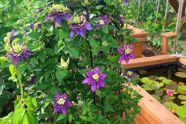 铁线莲有什么耐寒品种,花火铁线莲的耐寒性最强