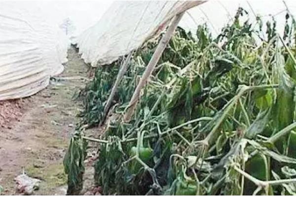 辣椒多少度会受冻，遇到5℃以下的低温会发生冻害