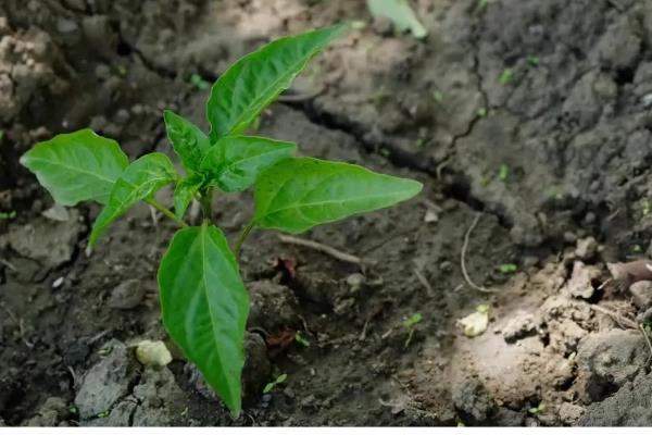 辣椒多少度会受冻，遇到5℃以下的低温会发生冻害