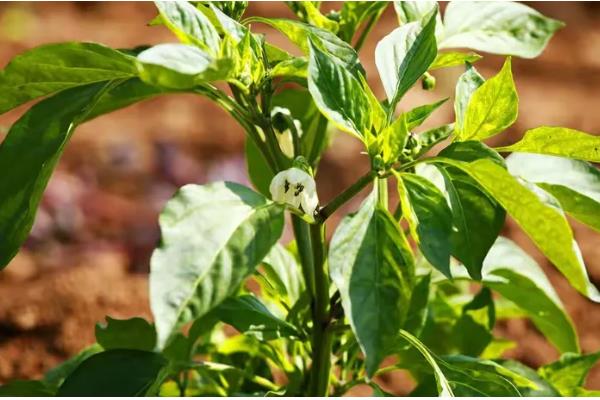 辣椒多少度会受冻，遇到5℃以下的低温会发生冻害