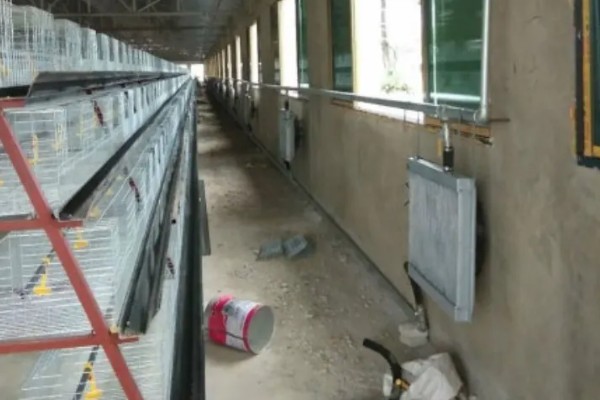 养羊大棚如何建设,需要使用枝条制作棚顶