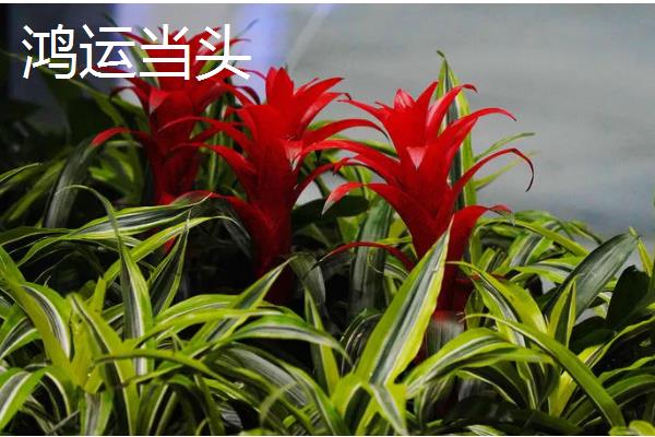 乔迁之喜送什么花，推荐鸿运当头、红掌等