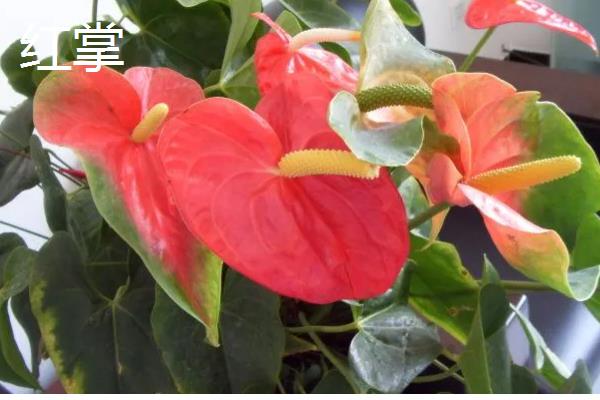 乔迁之喜送什么花，推荐鸿运当头、红掌等