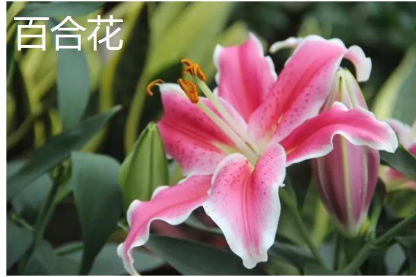 乔迁之喜送什么花，推荐鸿运当头、红掌等