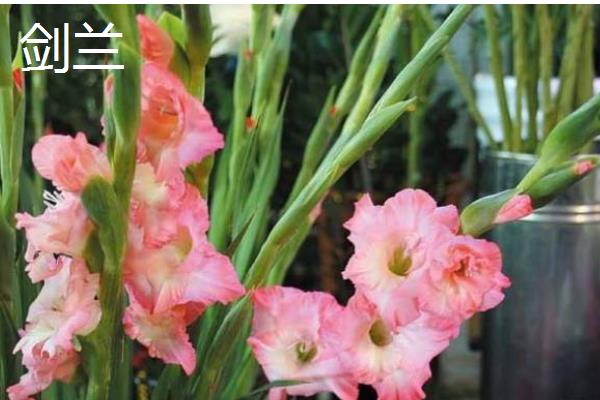 乔迁之喜送什么花，推荐鸿运当头、红掌等