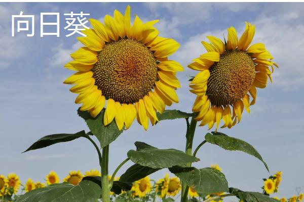 乔迁之喜送什么花，推荐鸿运当头、红掌等