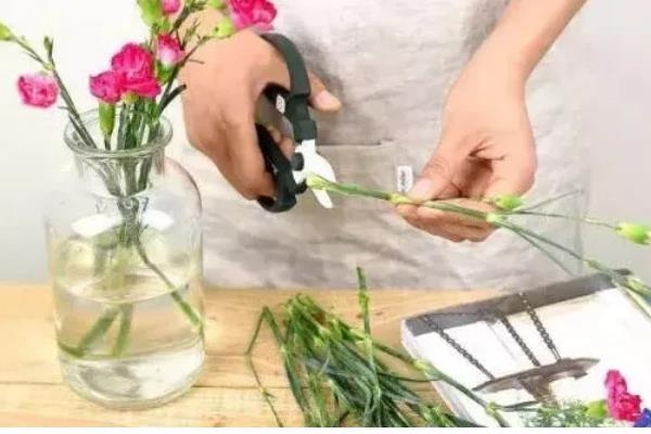 乔迁之喜送什么花，推荐鸿运当头、红掌等