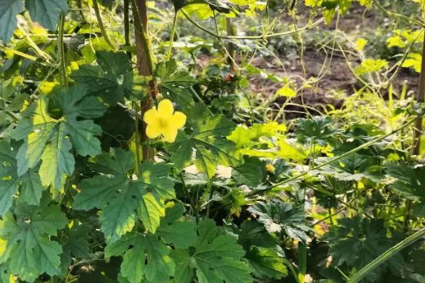 癞葡萄的种植方法,种植初期每隔2天浇一次水