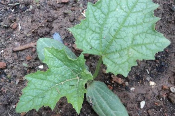 癞葡萄的种植方法,种植初期每隔2天浇一次水