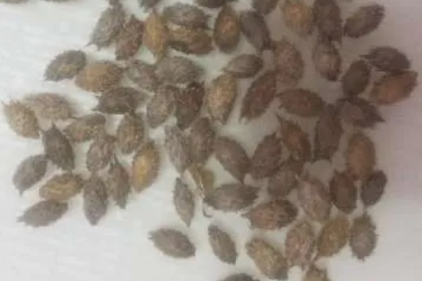 癞葡萄的种植方法,种植初期每隔2天浇一次水