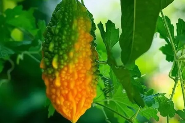 癞葡萄的种植方法,种植初期每隔2天浇一次水