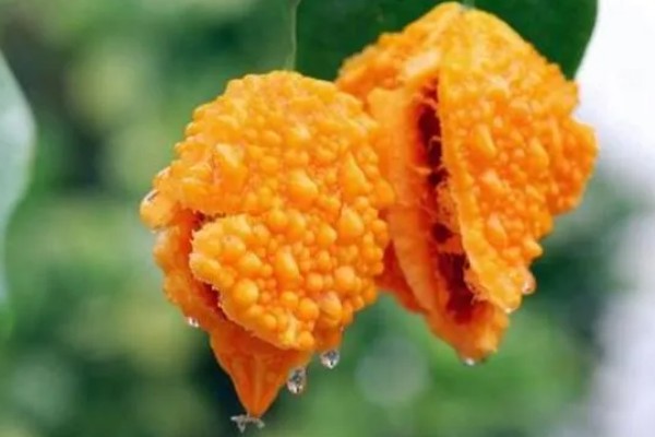 癞葡萄的种植方法,种植初期每隔2天浇一次水