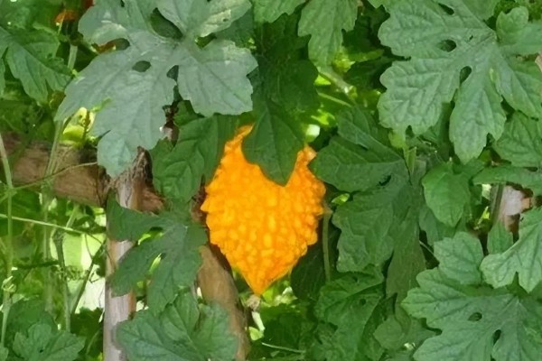 癞葡萄的种植方法,种植初期每隔2天浇一次水