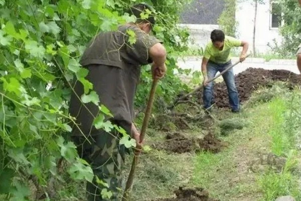 癞葡萄的种植方法,种植初期每隔2天浇一次水