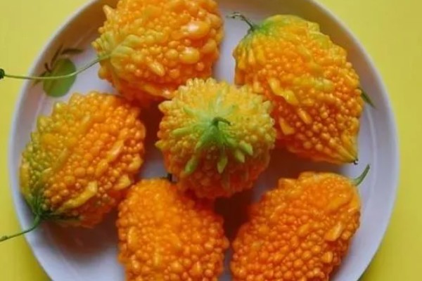 癞葡萄的种植方法,种植初期每隔2天浇一次水