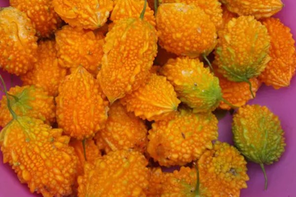 癞葡萄的种植方法,种植初期每隔2天浇一次水