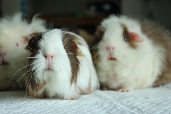 荷兰猪的寿命，一般能存活6-12年