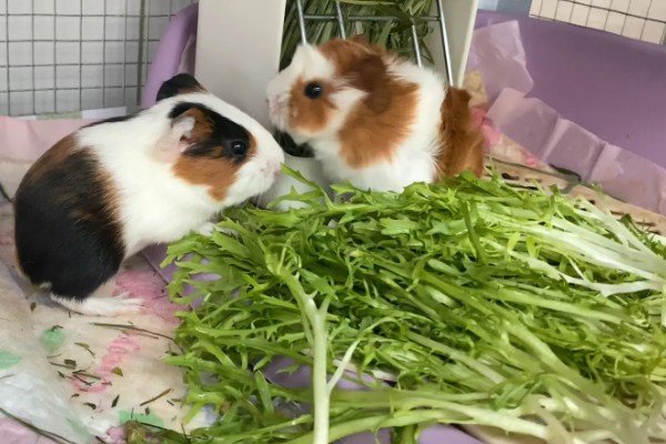 荷兰猪的寿命，一般能存活6-12年