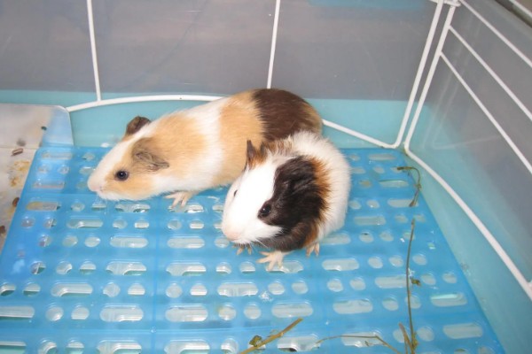 荷兰猪的寿命，一般能存活6-12年