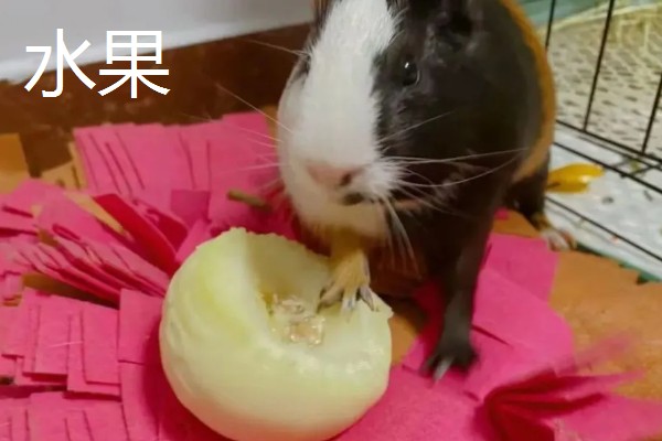 荷兰猪的寿命，一般能存活6-12年