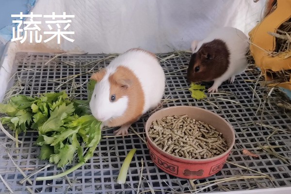 荷兰猪的寿命，一般能存活6-12年