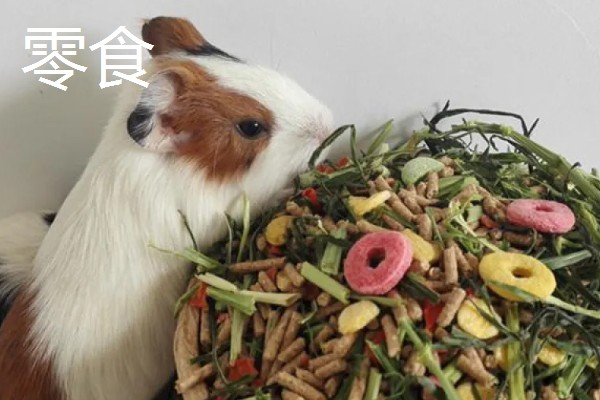 荷兰猪的寿命，一般能存活6-12年