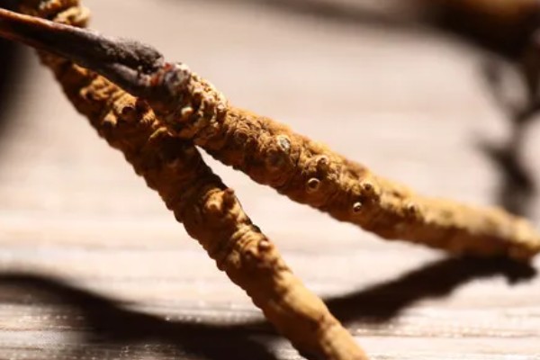 冬虫夏草的重量，一级虫草一克为2条