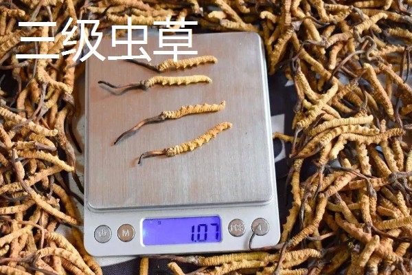 冬虫夏草的重量，一级虫草一克为2条
