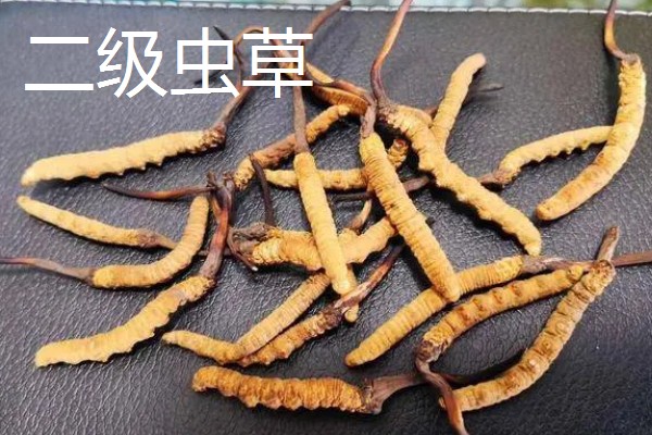 冬虫夏草的重量，一级虫草一克为2条