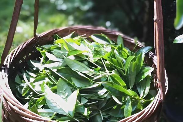 大红袍属于什么茶，属于乌龙茶