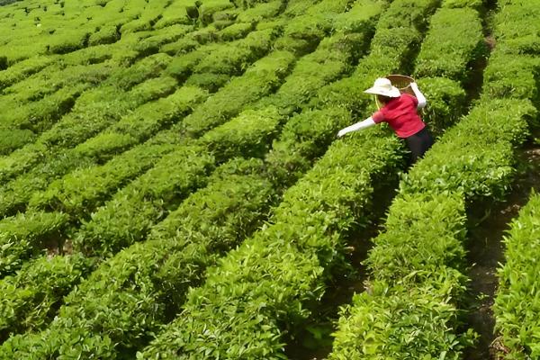 大红袍属于什么茶，属于乌龙茶