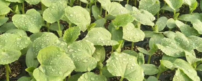 甜瓜育苗的方式，主要采用以下三种方法