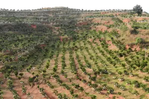 芦柑的简介,属于芸香科植物