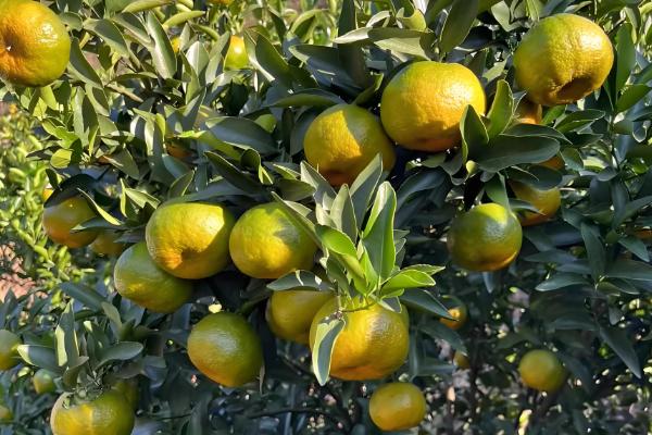 芦柑的简介,属于芸香科植物