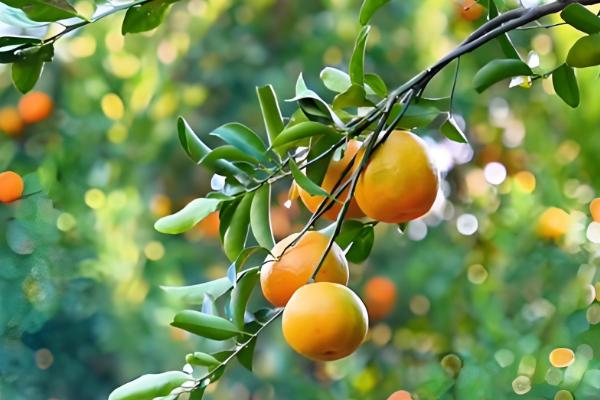 芦柑的简介,属于芸香科植物