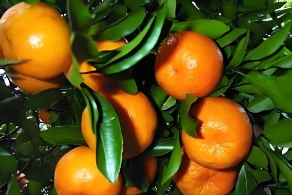 芦柑的简介,属于芸香科植物