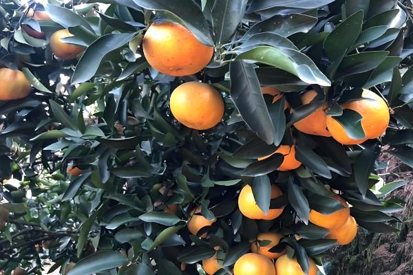 芦柑的简介,属于芸香科植物