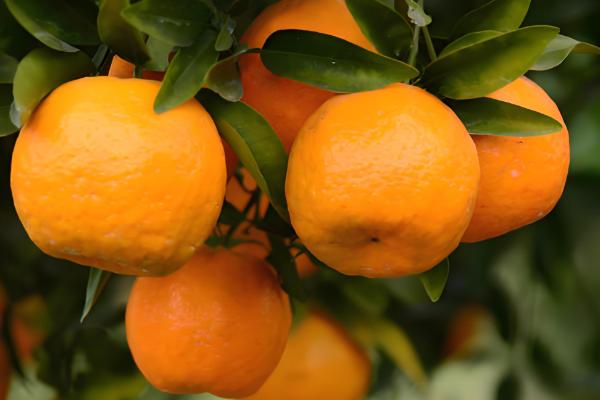 芦柑的简介,属于芸香科植物