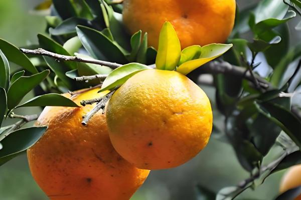 芦柑的简介,属于芸香科植物