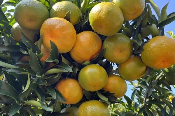 芦柑的简介,属于芸香科植物