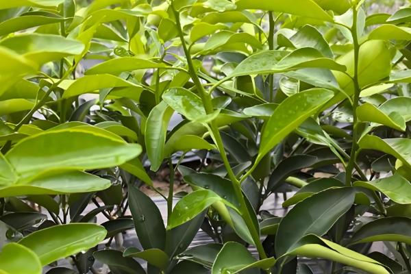 芦柑的简介,属于芸香科植物