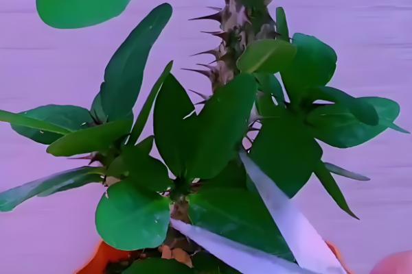 虎刺梅冬季扦插方法,蘸上生根水再插入沙床中