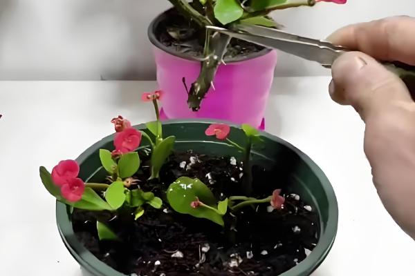 虎刺梅冬季扦插方法,蘸上生根水再插入沙床中